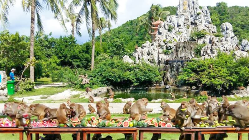 Tour Đảo Khỉ – Suối Hoa Lan