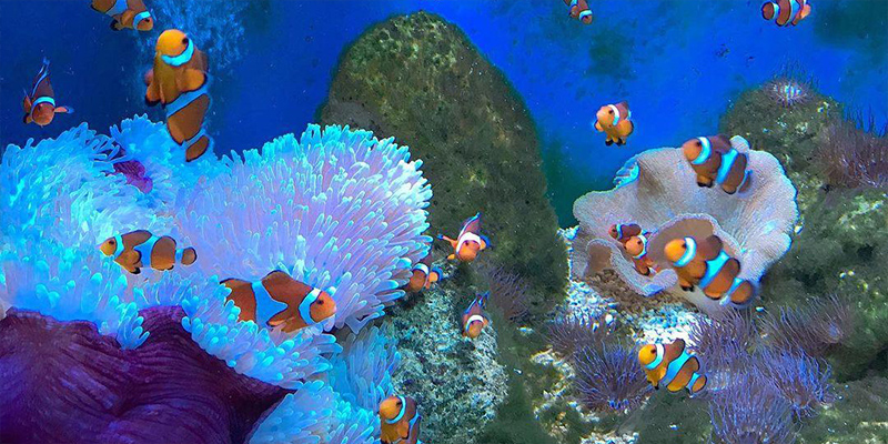 Viện Hải Dương Học Nha Trang