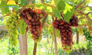 Vườn nho Ninh Thuận